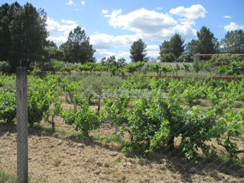Terreno para Venda em Lardosa Foto 5