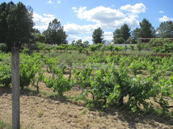 Terreno para Venda em Lardosa Foto 5
