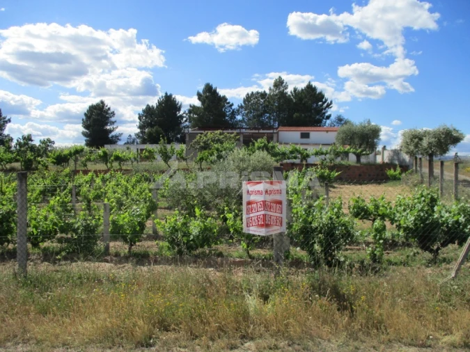Terreno para Venda em Lardosa Foto 6
