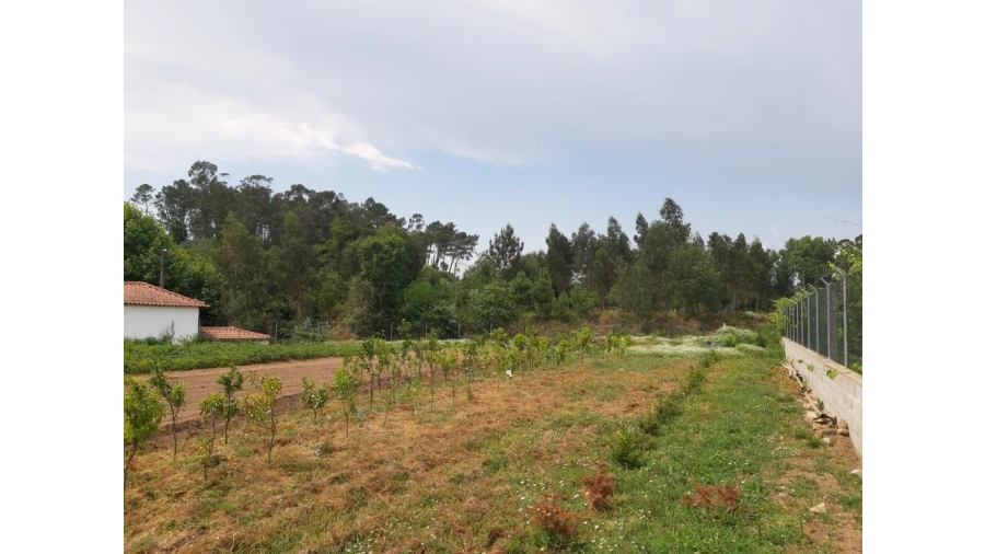 Terreno para Venda em Rendufe Foto 10