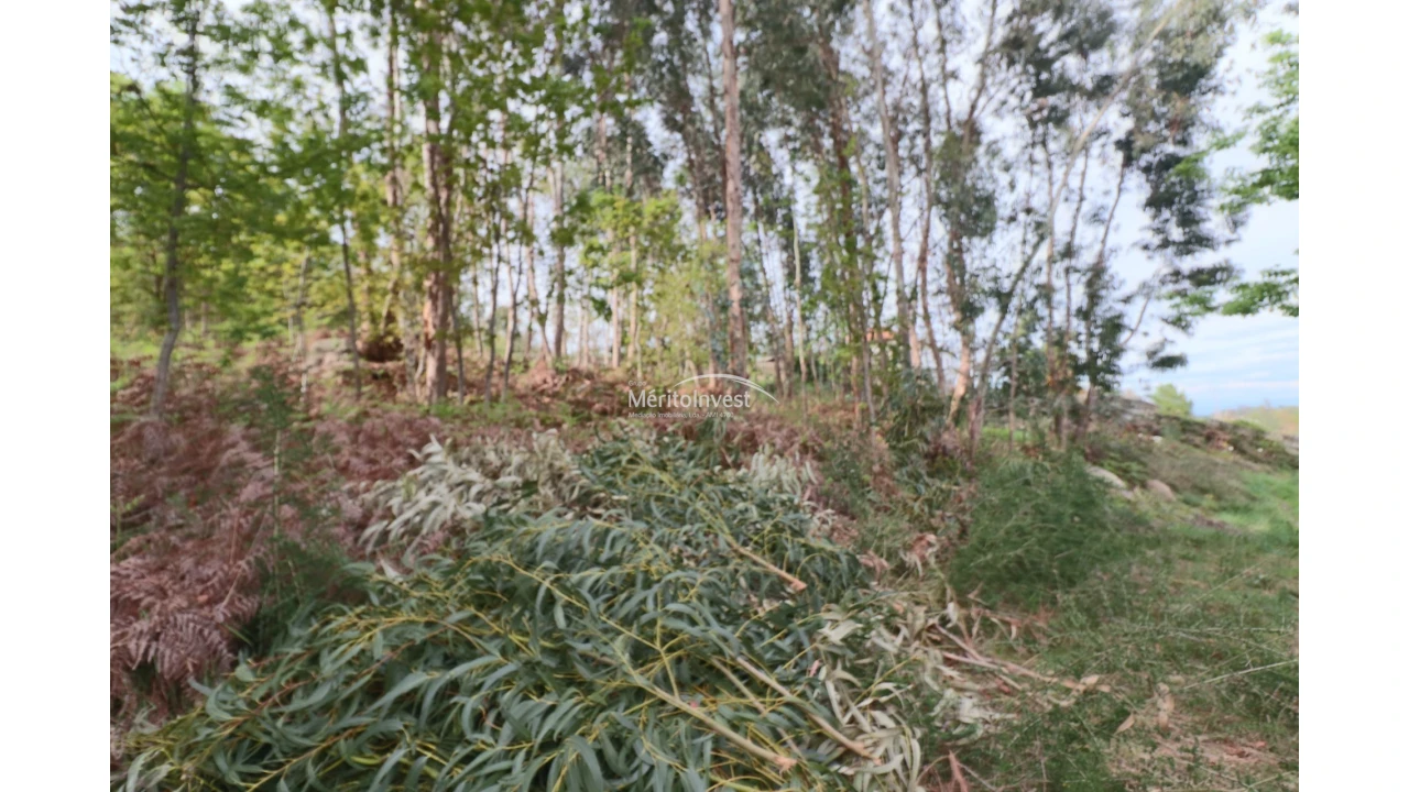 Terreno para Venda em Pedome Foto 4
