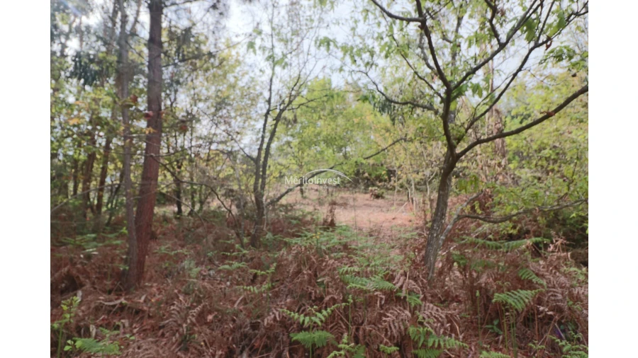 Terreno para Venda em Pedome Foto 6