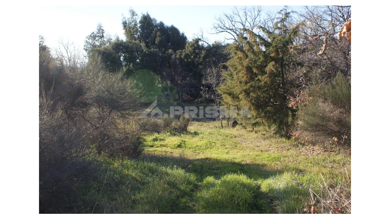 Terreno para Venda em Penamacor Foto 18