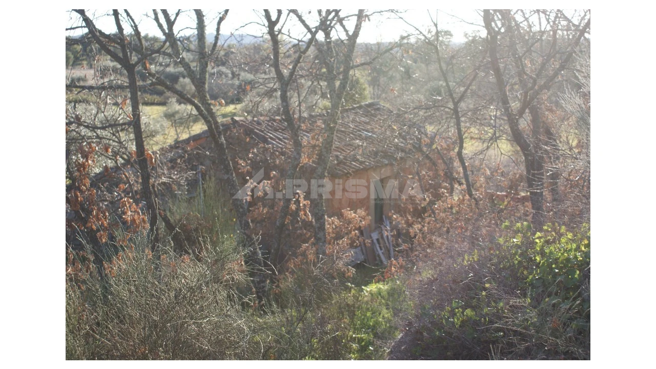 Terreno para Venda em Penamacor Foto 16