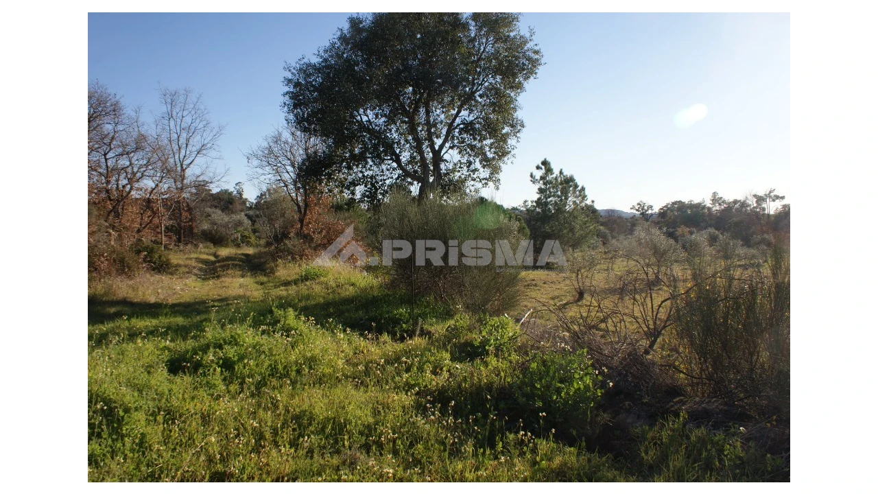 Terreno para Venda em Penamacor Foto 19