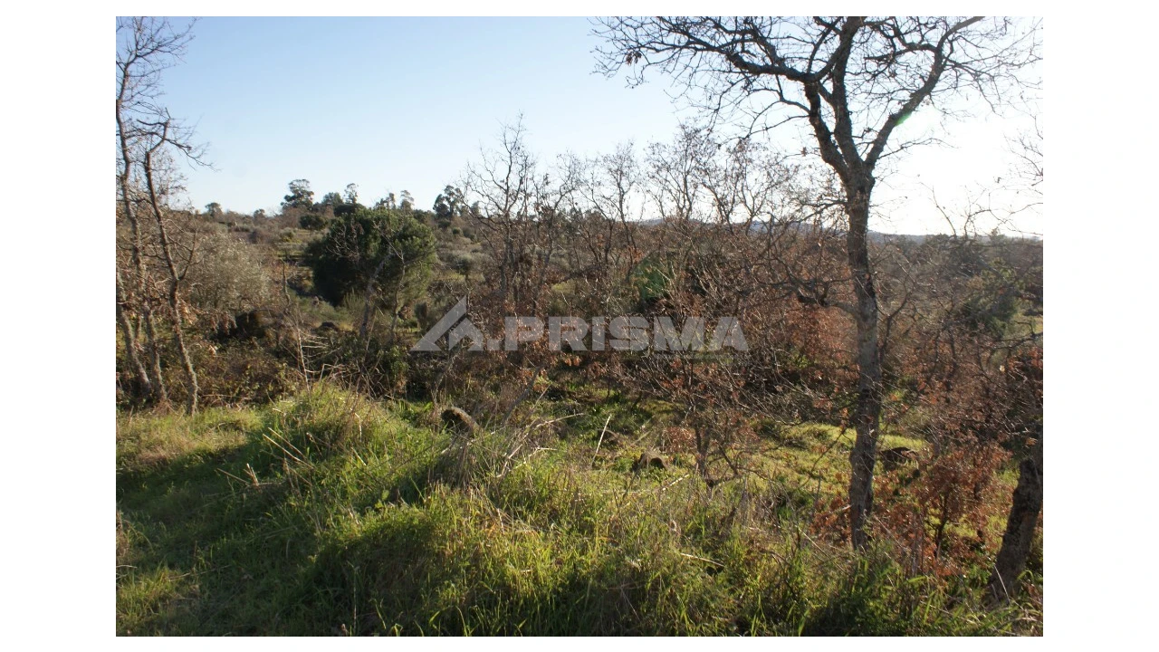 Terreno para Venda em Penamacor Foto 13