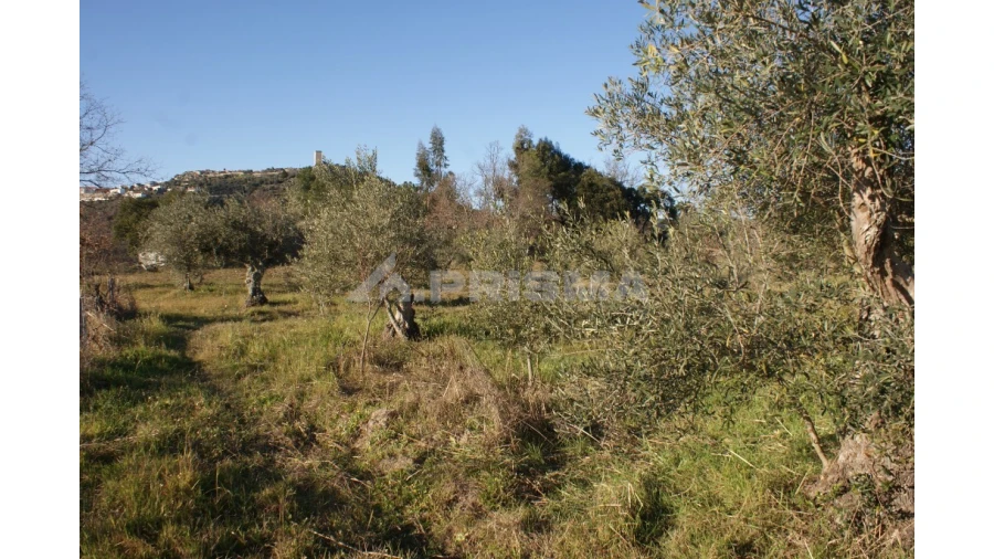Terreno para Venda em Penamacor Foto 36