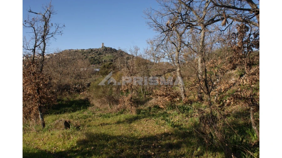 Terreno para Venda em Penamacor Foto 17