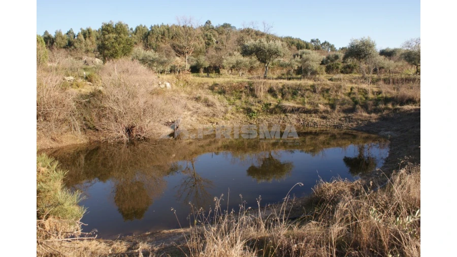 Terreno para Venda em Penamacor Foto 25
