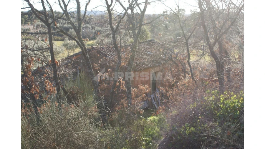 Terreno para Venda em Penamacor Foto 16
