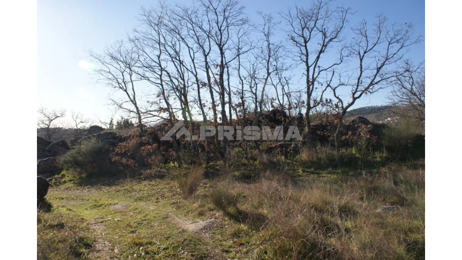 Terreno para Venda em Penamacor Foto 7