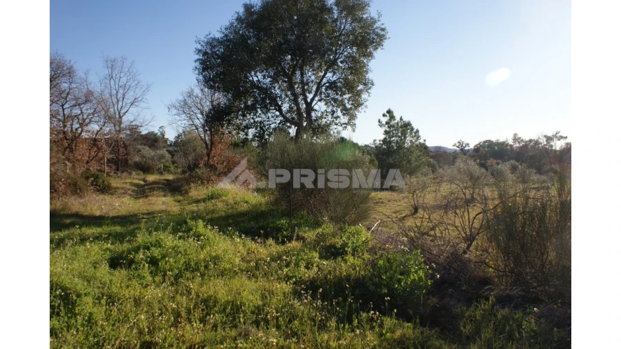 Terreno para Venda em Penamacor Foto 19
