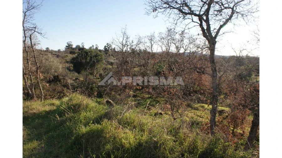 Terreno para Venda em Penamacor Foto 13