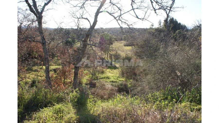 Terreno para Venda em Penamacor Foto 14