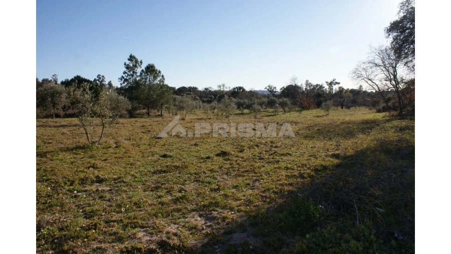 Terreno para Venda em Penamacor Foto 20