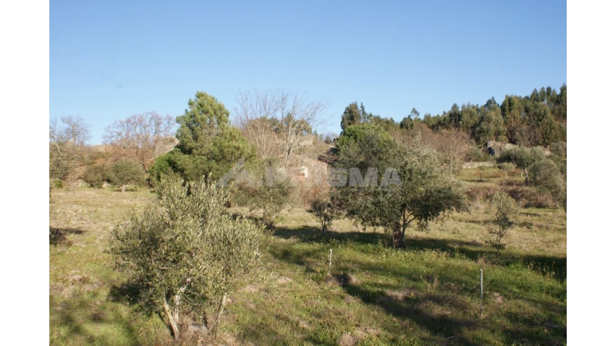 Terreno para Venda em Penamacor Foto 41