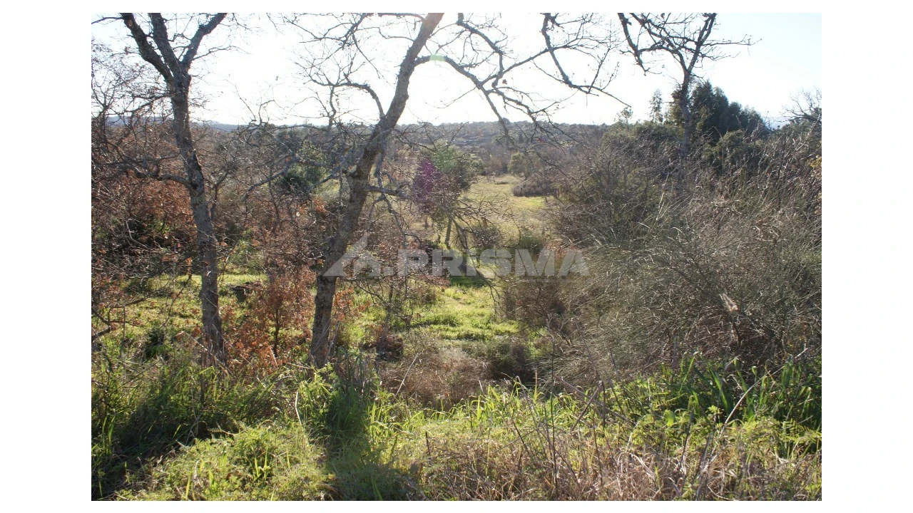 Terreno para Venda em Penamacor Foto 14