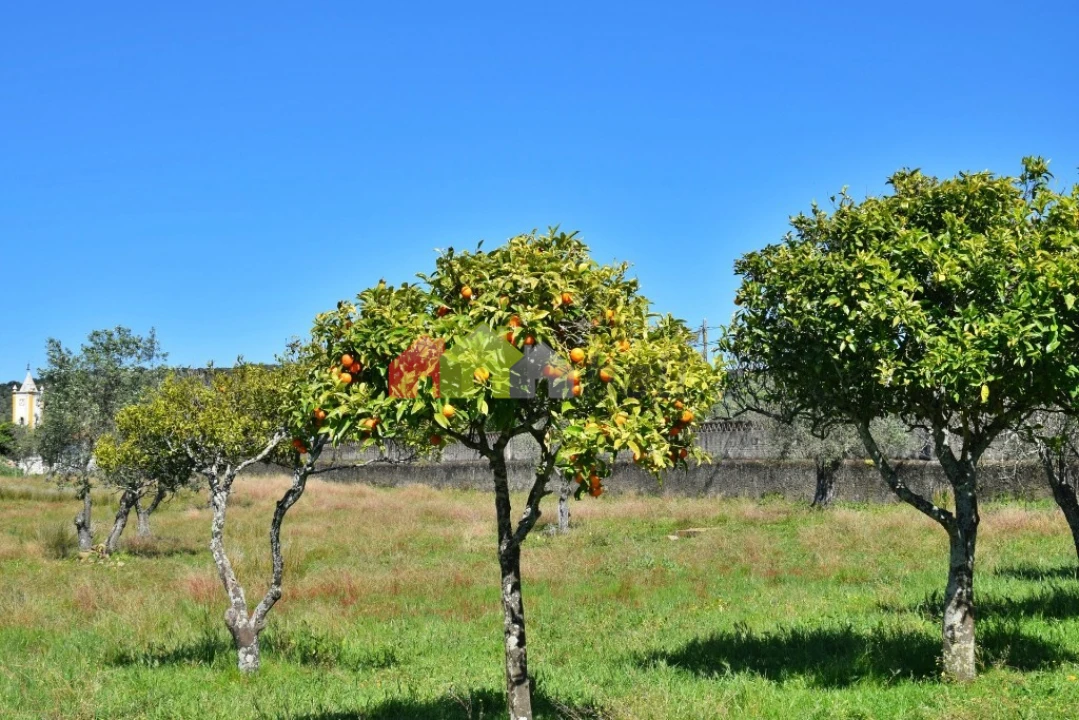 Quinta T3 para Venda em Santiago do Escoural Foto 49