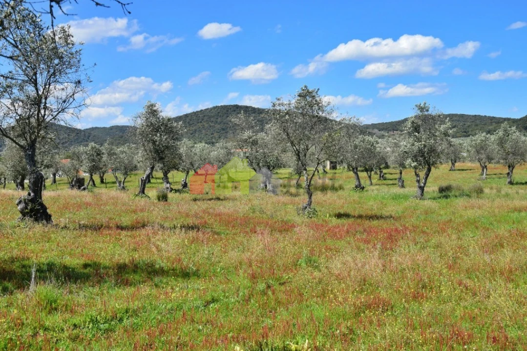 Quinta T3 para Venda em Santiago do Escoural Foto 31