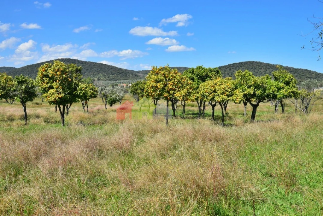 Quinta T3 para Venda em Santiago do Escoural Foto 22