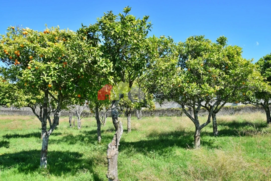 Quinta T3 para Venda em Santiago do Escoural Foto 50