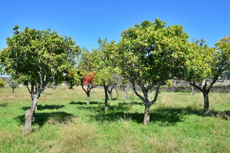 Quinta T3 para Venda em Santiago do Escoural Foto 51