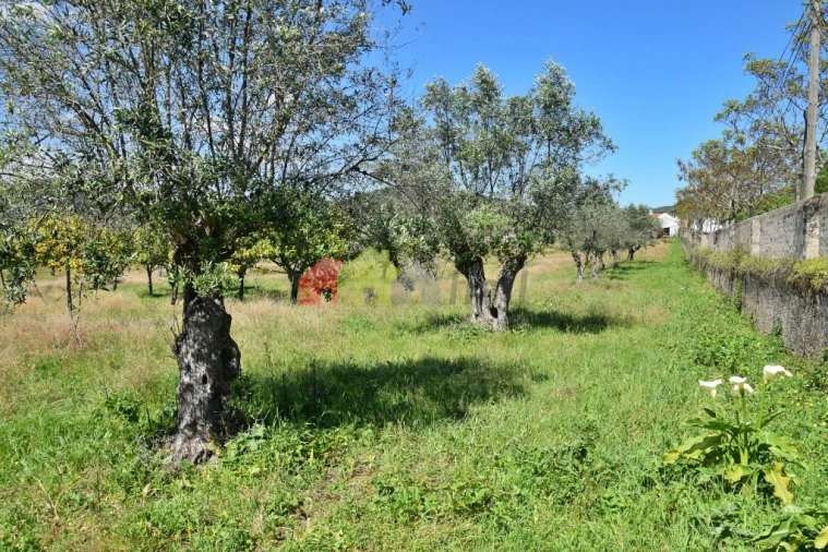Quinta T3 para Venda em Santiago do Escoural Foto 20