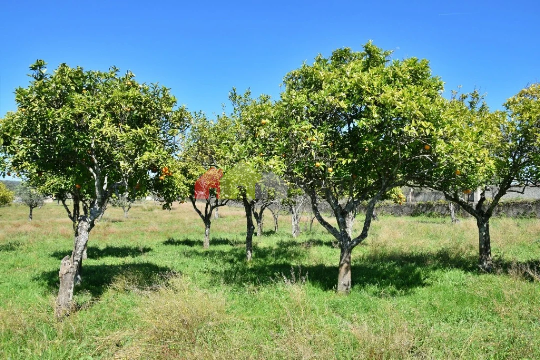 Quinta T3 para Venda em Santiago do Escoural Foto 51
