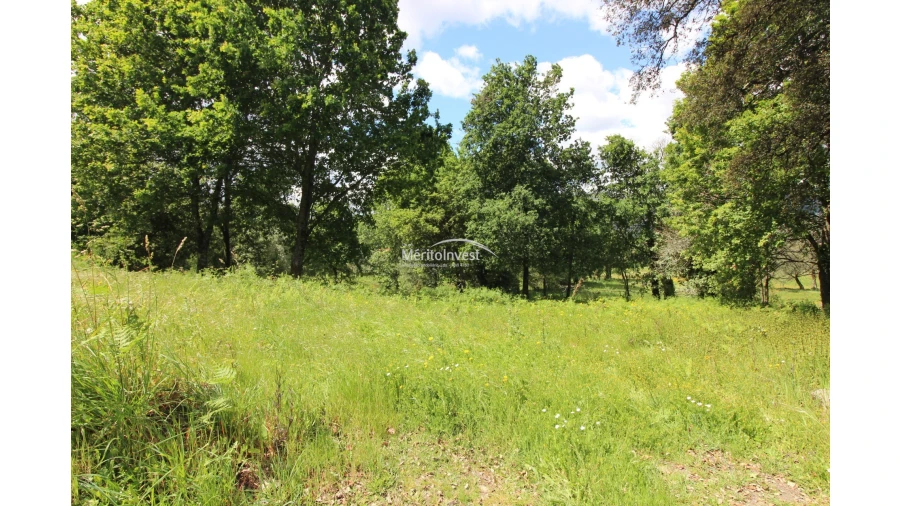 Terreno para Venda em Coucieiro Foto 8