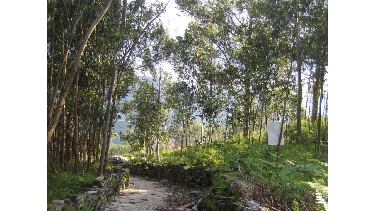Terreno para Venda em Soajo Foto 7
