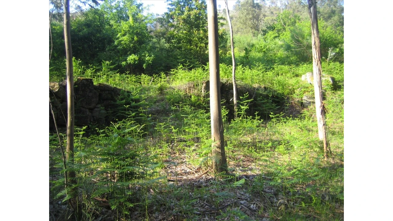 Terreno para Venda em Soajo Foto 4