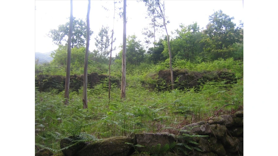 Terreno para Venda em Soajo Foto 1