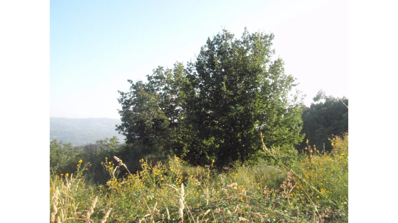 Terreno para Venda em Monte Redondo Foto 7