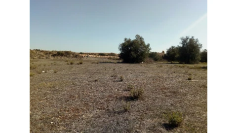 Terreno para Venda em Santa Maria e São Miguel, São Martinho, São Pedro Penaferrim