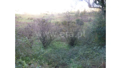 Terreno para Venda em Eiras e São Paulo de Frades