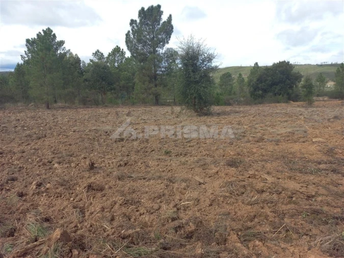 Terreno para Venda em Freixial e Juncal do Campo Foto 2