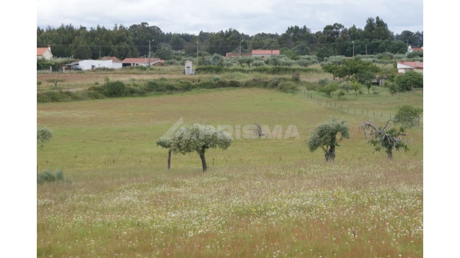 Terreno para Venda em Vale de Prazeres e Mata da Rainha Foto 3