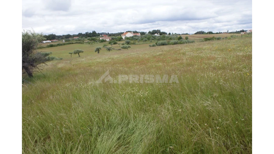 Terreno para Venda em Vale de Prazeres e Mata da Rainha Foto 1
