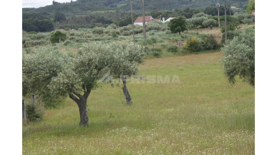 Terreno para Venda em Vale de Prazeres e Mata da Rainha Foto 4