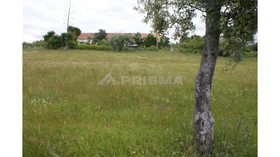 Terreno para Venda em Vale de Prazeres e Mata da Rainha Foto 9