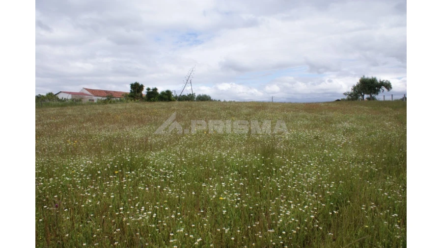 Terreno para Venda em Vale de Prazeres e Mata da Rainha Foto 5