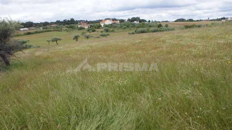 Terreno para Venda em Vale de Prazeres e Mata da Rainha