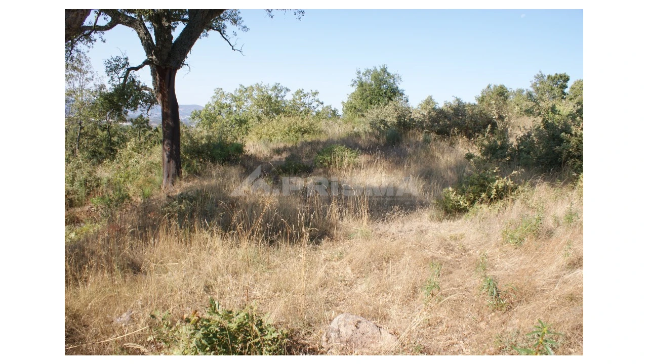 Terreno para Venda em Pero Viseu Foto 12