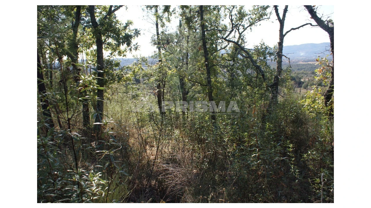 Terreno para Venda em Pero Viseu Foto 5