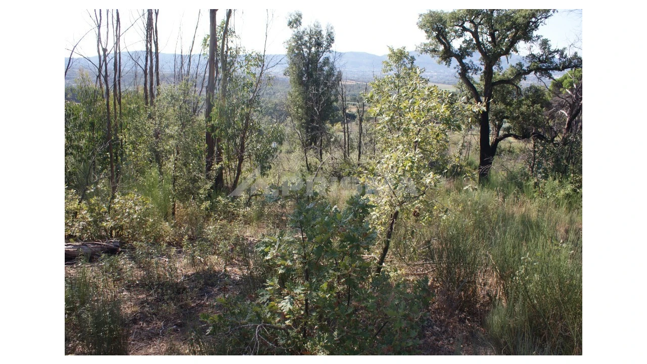 Terreno para Venda em Pero Viseu Foto 11