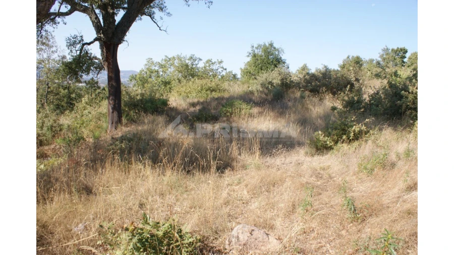 Terreno para Venda em Pero Viseu Foto 12