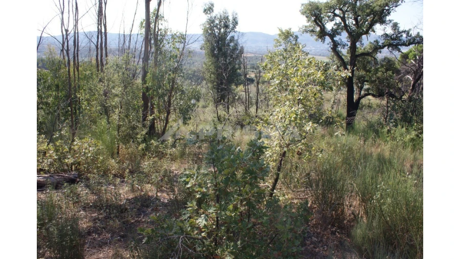Terreno para Venda em Pero Viseu Foto 11