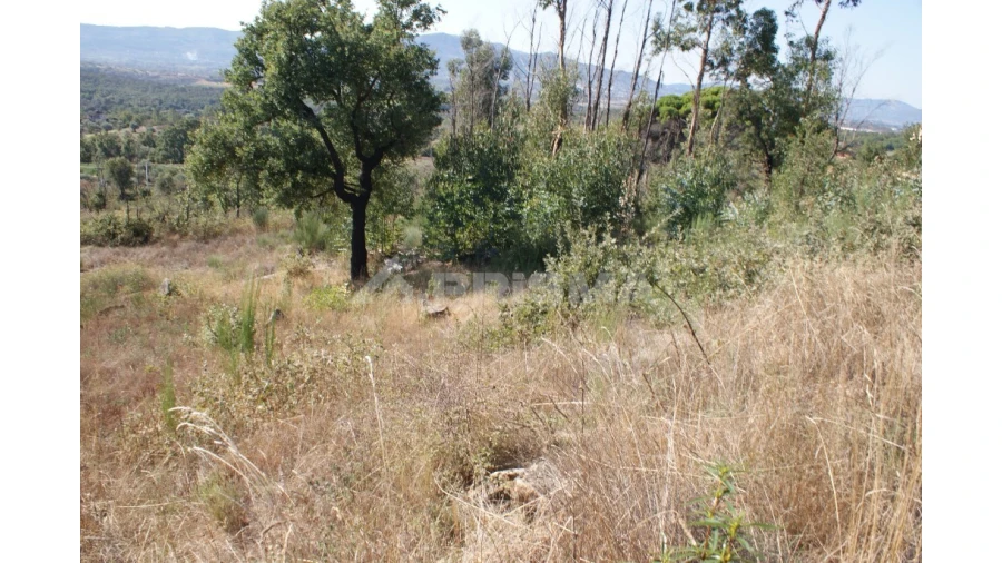 Terreno para Venda em Pero Viseu Foto 4