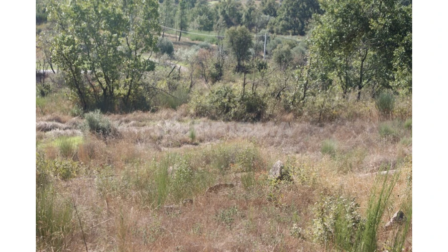 Terreno para Venda em Pero Viseu Foto 10