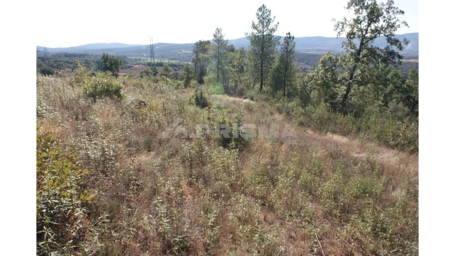Terreno para Venda em Pero Viseu Foto 9